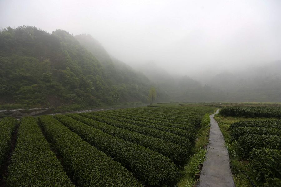 農(nóng)行重慶秀山支行通過(guò)公司、基地、農(nóng)戶支持當(dāng)?shù)剞r(nóng)民走上脫民致富